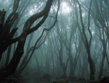 «Aokigahara»: Το δάσος των αυτοκτονιών όπου οι πυξίδες αχρηστεύονται και τα GPS δεν λειτουργούν (φωτό, βίντεο)